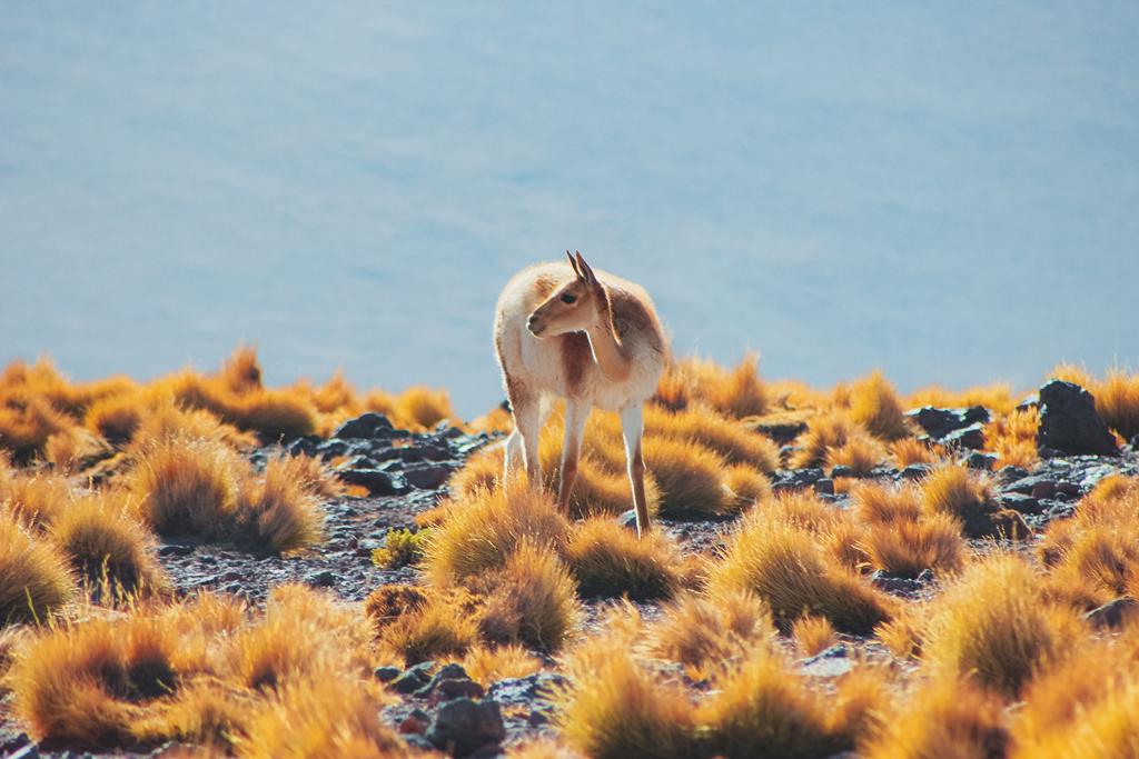 O deserto do Atacama é um lugar incrível para se conhecer ainda em 2026. Confira tudo com a CVC.