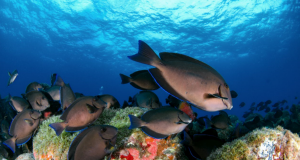 naufrágio-eleni-stathatos-em-fernando-de-noronha