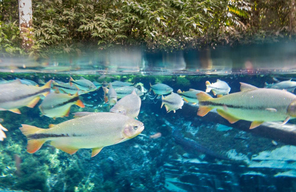 Nobres MT Ecoturismo