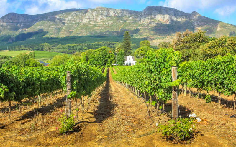 amantes-de-vinho-Stellenbosch-africa-do-sul | Saiba tudo sobre viagens ...