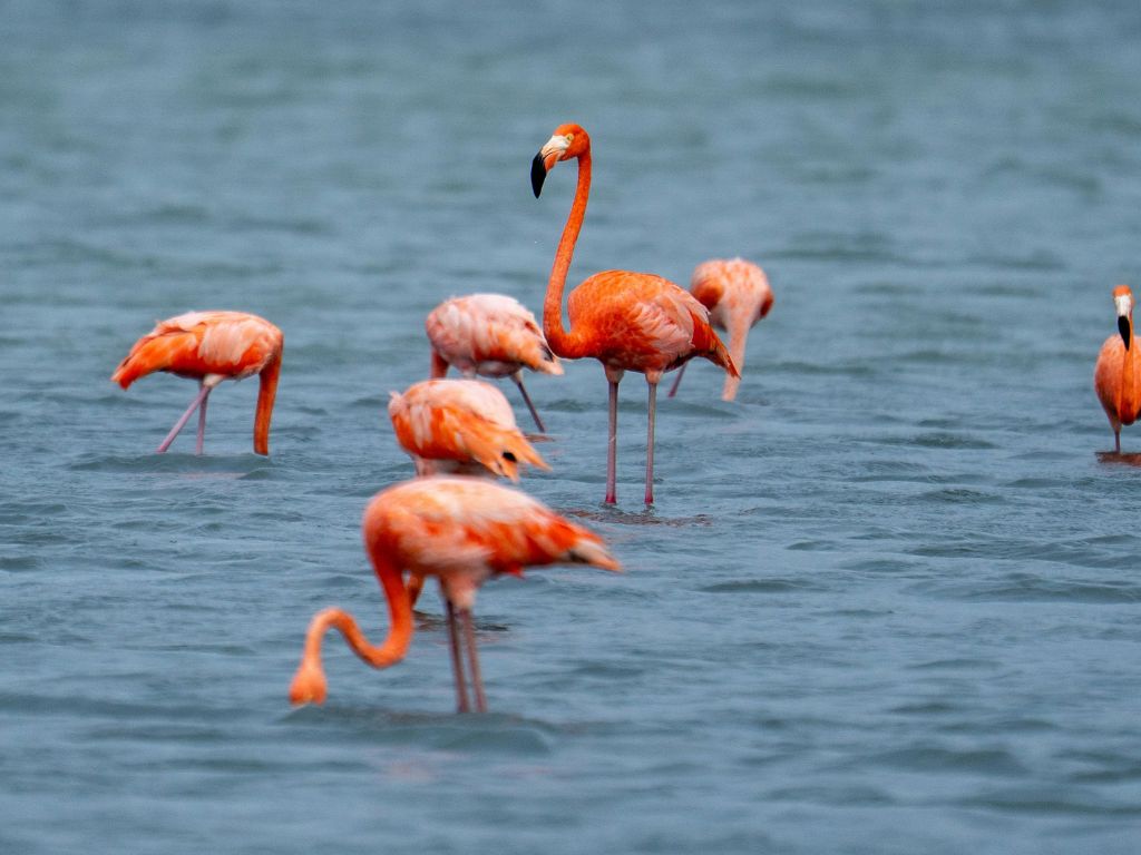 Onde fica Curacao? O país que está na copa do mundo também é um dos mais procurados para viagens no Caribe!