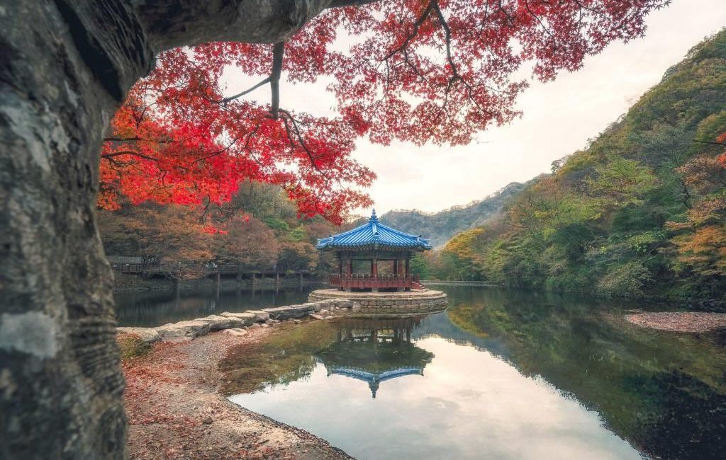 Nada supera a delicadeza da primavera em Seul. As flores de cerejeira tornam cada momento da minha viagem para Coreia do Sul ainda mais inesquecível!