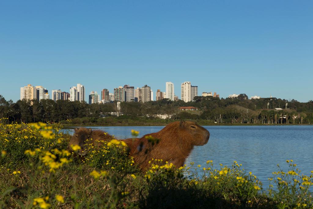 Faça um Roteiro em Curitiba completo e aproveite tudo que a região pode oferecer para você!