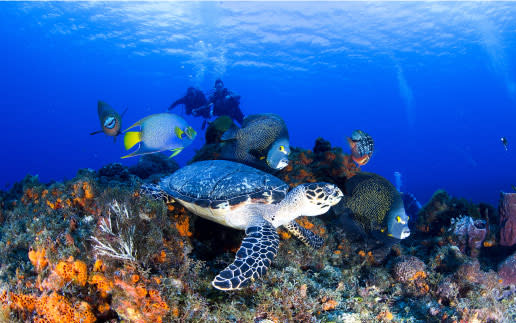 Cozumel